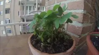 Yann Tiersen - Arrival on the island [Cactus + Clover timelapse]