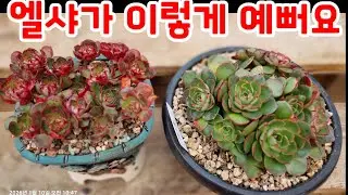 키핑장 묵둥이 다육이 엘샤, 금손다육에서 온 엘샤군생을 잘 키워보렵니다~ 엘샤는 군생도 잘 만들어주고 색감도 진짜 예쁘게 물들어요~ 여름에 살균제만 잘 해주세요~