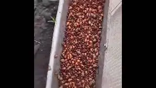 Guy makes a device to remove colorado beetles from his crop
