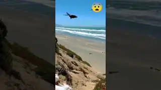 THE CROW THREW A STONE AT THE DOG || #shorts