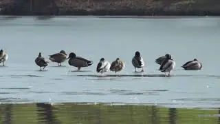 Ducks (Sony A77 + Sigma 300mm AF Tele Macro, FHD 50fps, hand-held)