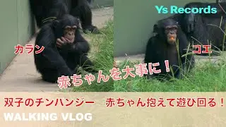 チンパンジーの双子、赤ちゃんをオモチャ扱いして、、、カランとコエ：東山動物園　VLOG
