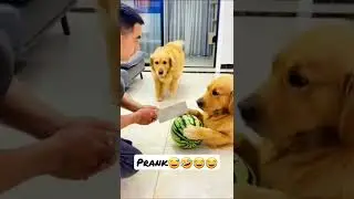 #dogpranks  #dogprankvideo #dogprank 😅🤣😂😂