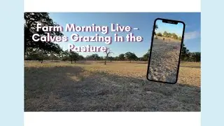 Farm Morning Live &ndash; Calves Grazing in the Pasture 🐮🌾 (Day 6)