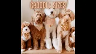Groodle Sizes, Size Requirements , Miniature Groodles, Medium Groodles, Standard Groodles.