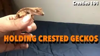 Cresties 101: Holding Crested Geckos