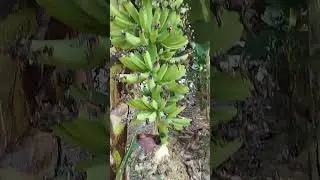 304-নতুন কলা বাগানে সাগর কলা। Sagar banana in a new banana plantation/garden