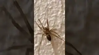 This spider was running up the wall. With it&rsquo;s pedipalps it looks like a male spider.