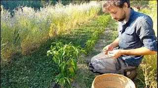 Une ann&eacute;e &agrave; la ferme tisani&egrave;re
