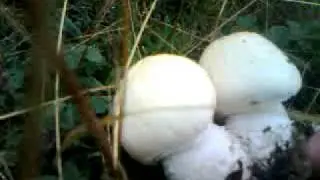 Agaricus Macrosporus Giannitsa