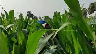 Detasseling in Hybrid Maize Seed Production II