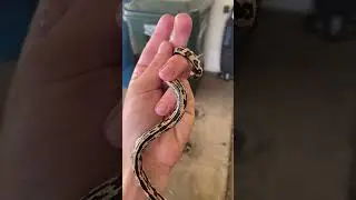 Weird Longnose Snake Morph