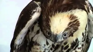 Healing Georgia's Injured Wildlife...