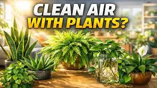 10 Indoor Plants That Clean Air Better Than Air Purifiers
