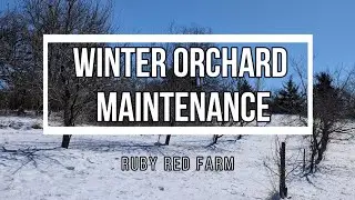 Winter Orchard Maintenance: Trimming Apple Trees for Better Harvest Ep. 30