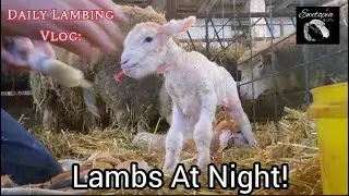 Having Lambs At Night!