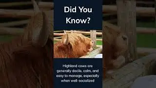 Highland Cow #facts