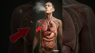 Inside the Human Body-Science in Motion #humanbody #anatomy #3danimation #sciencetok #aiart