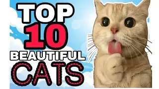 TOP TEN BEAUTIFUL CATS IN THE WORLD