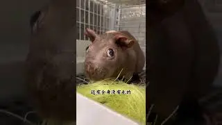 Do you like such a cute pig#Dutch pig#Cute pets#Guinea pig#Hairless guinea pig#Animal scie