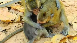 OMG! Two Adult Monkeys Bite Little Baby Timo, Why They Doing This To Timo
