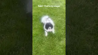#HappyPup#DogInTheRain
