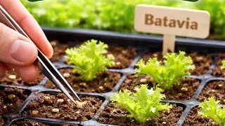 Seed preparation of Lettuce Batavia for Aerophonic tower hydroponic system 