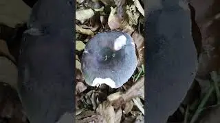 Pilze/Fungi. Russula cyanoxantha. Сыроежка сине-жёлтая