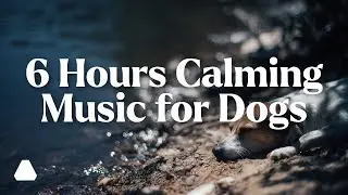 6 Hours Calming Music for Dogs