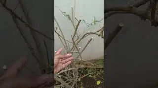 Hard Pruning of Raat Rani Plant | Raat Rani | Jasmine plant #youtubeshorts #jasmine #shorts
