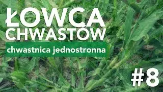 Łowca Chwastów (odc. 8) – chwastnica jednostronna