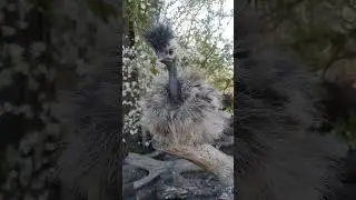 Наш одуванчик) Китайська шовкова голошийка!