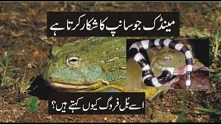Bullfrog In Urdu | Mendak Ju Sanpon Ka Jani Dushman Hai