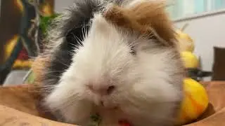 Doug The Guinea Pig and His Strawberry 