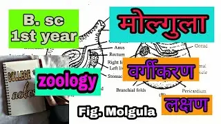 मोल्गुला (Molgula) वर्गीकरण / लक्षण ।B.sc part 1 zoology .