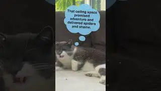 Cat Realizes Ceiling Was a Bad Idea #CatLife #Pets #Hilarious