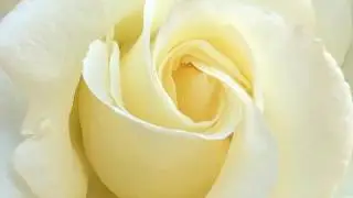 Yoga Meditation - Unconditional Welcoming