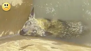 Человек спасает волка, который тонет, но то, что произошло потом, ужасно!