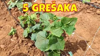 Gre&scaron;ke koje smanjuju prinos krastavaca - Savjeti kako ih izbjeći