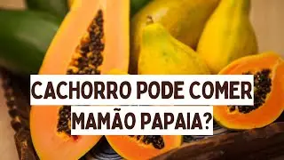 C&atilde;es podem comer mam&atilde;o papaia? I C&atilde;o pode comer mam&atilde;o papaia?