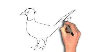 Easy to draw Pheasant Bird drawing image, &ldquo;Lines of Plumage: Drawing a Pheasant Bird&rdquo;