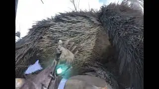 Mammoth ark  
