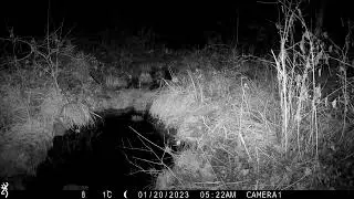 Vid&eacute;o de loutre sur le fleuve Lez / Video of an Eurasian otter on the Lez river