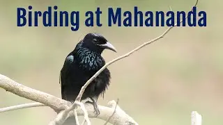 Birding at Mahananda Wildlife Sanctuary