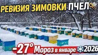 Ревизия зимовки пчёл 🐝