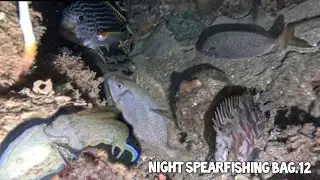 Panah Disini Baronangnya Masih Banyak ][ #nightspearfishing  #spearfishingindonesia #spearomanado