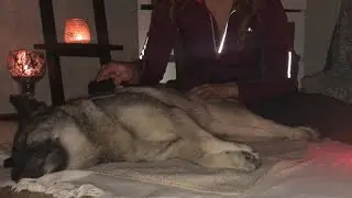 ASMR | Relaxing Gentle Brushing Dog {soft spoken} #doglover #calm #relax #enjoy #asmr