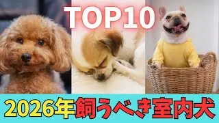 後悔しない！2026年おすすめ室内犬TOP10【マンションOK】