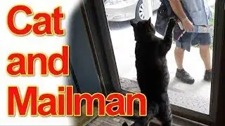 Killer Cat and Mailman Compilation