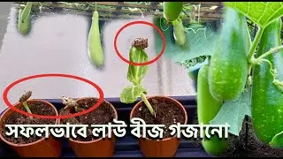 লাউ-এর চারা তৈরির সময় বীজের খোসা উপরে উঠে আসা কিভাবে রোধ করা যায় FAQ about Bottle Gourd Germination